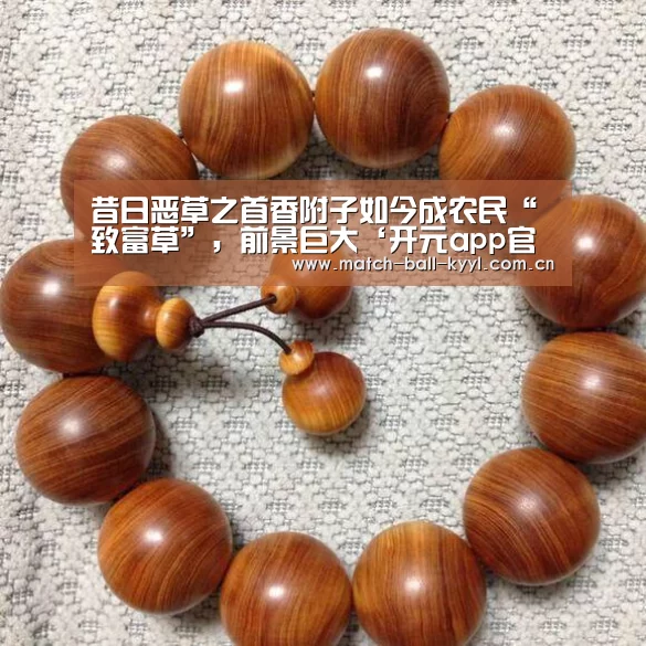 昔日恶草之首香附子如今成农民“致富草”,前景巨大‘开元app官方下载’(图4) 开元app官方下载